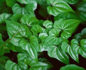 Jamsz-gyökér-Wild-Yam